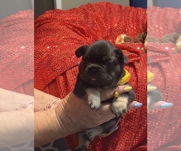 Medium Photo #9 French Bulldog Puppy For Sale in LEESVILLE, LA, USA