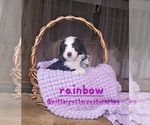 Image preview for Ad Listing. Nickname: Rainbow