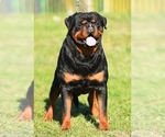 Small Photo #7 Rottweiler Puppy For Sale in FONTANA, CA, USA