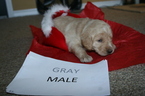 Small Photo #1 Labradoodle Puppy For Sale in JACKSONVILLE, TX, USA
