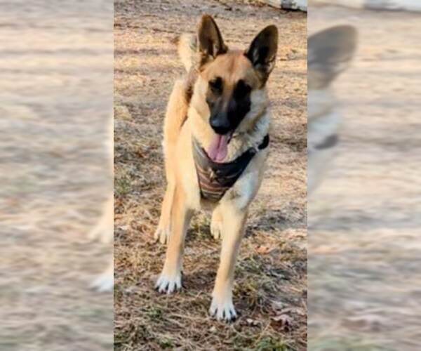 Medium Photo #6 German Shepherd Dog Puppy For Sale in Aurora, IN, USA