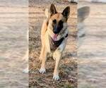 Small #5 German Shepherd Dog