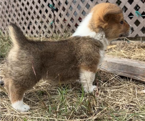 Medium Photo #30 Pembroke Welsh Corgi Puppy For Sale in MIDLOTHIAN, TX, USA