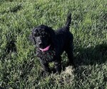 Puppy Pink Poodle (Standard)