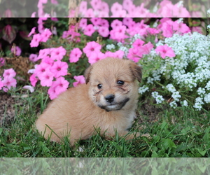 Poo-Shi Puppy for sale in SHILOH, OH, USA