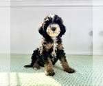 Image preview for Ad Listing. Nickname: Winnie
