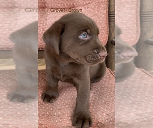 Labrador Retriever Puppy for sale in SPOTSYLVANIA, VA, USA