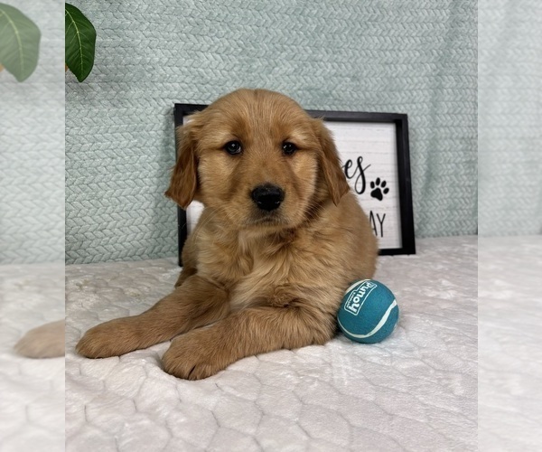 Medium Photo #6 Golden Retriever Puppy For Sale in FRANKLIN, IN, USA
