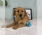 Small #5 Golden Retriever