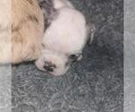 Small #7 Olde English Bulldogge
