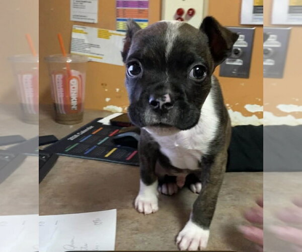 Medium Photo #3 Mutt Puppy For Sale in Catasauqua, PA, USA