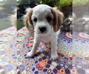 Medium Cavachon