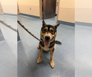 Labrador Retriever-Unknown Mix Dogs for adoption in Pearland, TX, USA