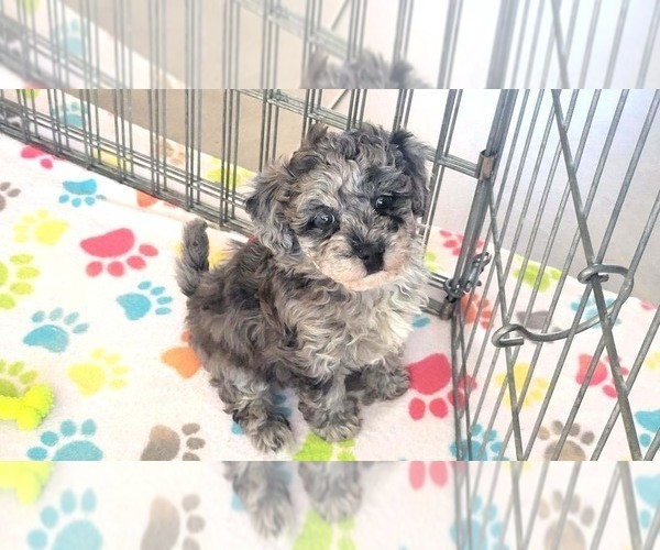 Medium Photo #11 Poovanese Puppy For Sale in ORO VALLEY, AZ, USA