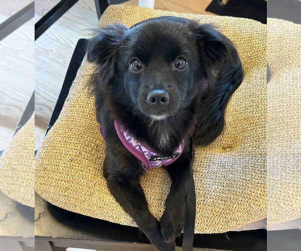 Medium Photo #4 Chihuahua-Unknown Mix Puppy For Sale in Wheaton, IL, USA