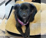 Small #3 Chihuahua Mix