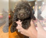 Small Photo #1 Cocker Spaniel-Poodle (Miniature) Mix Puppy For Sale in DUBARD, MS, USA