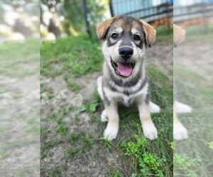 Alaskan Malamute-Unknown Mix Dogs for adoption in Minneapolis, MN, USA