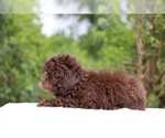 Small #5 ShihPoo