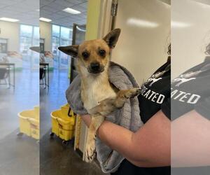 Chihuahua-Unknown Mix Dogs for adoption in Rockwall, TX, USA