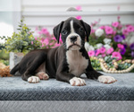 Puppy Sterling Boxer