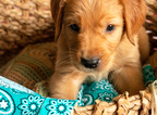 Small Photo #18 Golden Retriever Puppy For Sale in EX SPGS, MO, USA