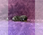 Puppy Betsie Dachshund