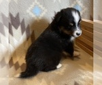 Small #3 Shel-Aussie