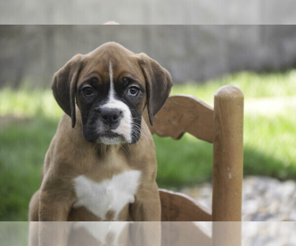 Medium Photo #5 Boxer Puppy For Sale in SHIPSHEWANA, IN, USA