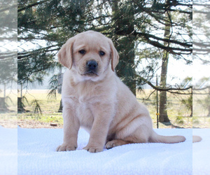 Labrador Retriever Puppy for sale in MYERSTOWN, PA, USA