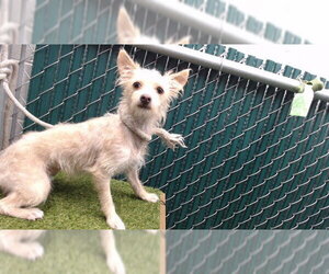 Mutt Dogs for adoption in Downey, CA, USA
