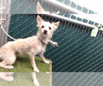 NOVA - Female Mutt Dog for Adoption - Small photo