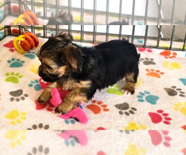 Medium Photo #4 Morkie Puppy For Sale in ORO VALLEY, AZ, USA