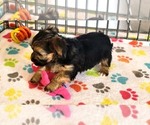 Small #3 Morkie
