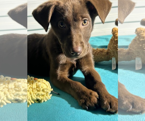 Medium Photo #2 Labrador Retriever-Unknown Mix Puppy For Sale in Tarrytown, GA, USA