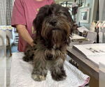 Small Shih Apso