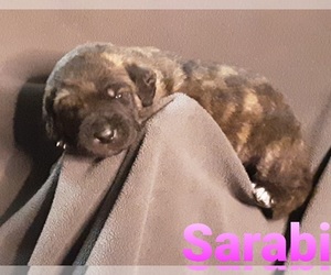 Catahoula Leopard Dog-Poodle (Standard) Mix Puppy for sale in JACKSONVILLE, NC, USA