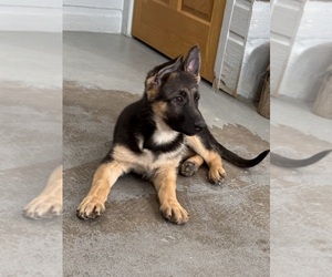 German Shepherd Dog Puppy for Sale in BRIGHTON, Colorado USA