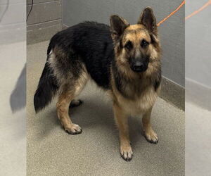 German Shepherd Dog-Unknown Mix Dogs for adoption in Las Vegas, NV, USA