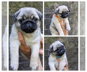 Pug Puppy for Sale in GREENVILLE, South Carolina USA