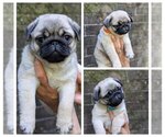 Image preview for Ad Listing. Nickname: Litter of 3