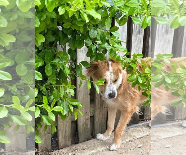 Medium Photo #9 Golden Retriever-Spaniel Mix Puppy For Sale in Westminster, MD, USA