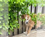 Small #8 Golden Retriever-Spaniel Mix