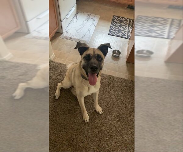 Medium Photo #2 Anatolian Shepherd-Unknown Mix Puppy For Sale in Vail, AZ, USA