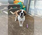 Small Saint Bernard Mix