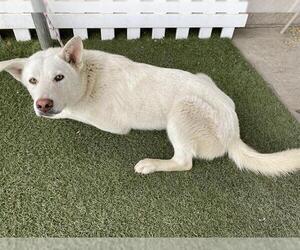 German Shepherd Dog-Unknown Mix Dogs for adoption in Modesto, CA, USA