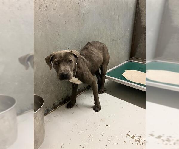Medium Photo #1 American Pit Bull Terrier-Unknown Mix Puppy For Sale in Conroe, TX, USA