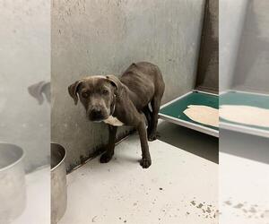 American Pit Bull Terrier-Unknown Mix Dogs for adoption in Conroe, TX, USA