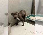 Small American Pit Bull Terrier Mix
