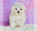 Small Photo #10 Maltese Puppy For Sale in WARSAW, IN, USA